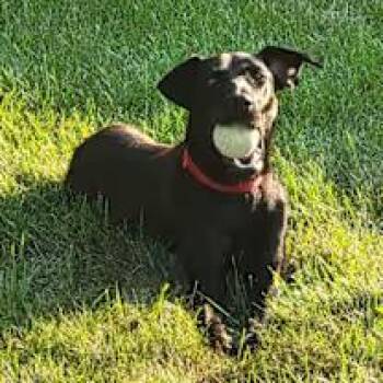 Rescue Black Labrador Retriever Dogs for Adoption in Lemont, Illinois - Willow | PetCurious