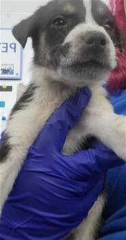 Mixed Breed Dogs Available for Adoption - BOWIE | PetCurious