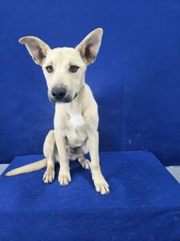 Shepherd and Black Mouth Cur Dogs Available for Adoption in Ruston, Louisiana - Lieutenant | PetCurious