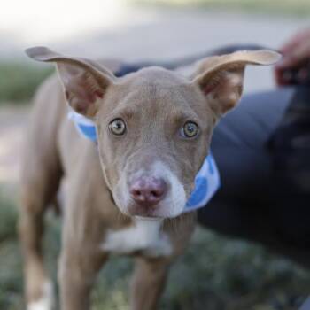 LINDA -  American Staffordshire Terrier Dog for Adoption in San Antonio, Texas - LINDA | PetCurious
