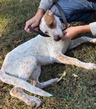 Rescue Australian Cattle Dog Blue Heeler and Hound Dogs for Adoption in Harrison, Arkansas - Ivory May | PetCurious