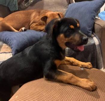 Rescue Rottweiler Dogs for Adoption in Davis, California - Dottie | PetCurious