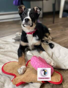 Border Collie Dogs Available for Adoption - Curly *High Prey Drive* | PetCurious