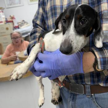 Chocolate Chip -  Dachshund Dog for Adoption in Blue Springs, Missouri - Chocolate Chip | PetCurious
