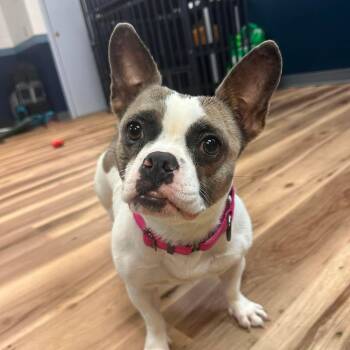 Bee -  French Bulldog Dog for Adoption in Warren, Rhode Island - Bee | PetCurious