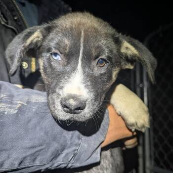 Xiaolan -  Mixed Breed Dog for Adoption in Park City, Utah - Xiaolan | PetCurious
