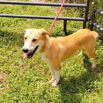 Rescue German Shepherd Dog and Yellow Labrador Retriever Dogs for Adoption in Corsicana, Texas - Stormy D47394 | PetCurious