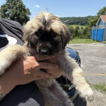 Abby -  Great Pyrenees and Anatolian Shepherd Dog for Adoption in Jefferson City, Tennessee - Abby | PetCurious