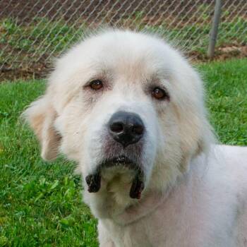 Thor -  Great Pyrenees Dog for Adoption in Troy, Ohio - Thor | PetCurious