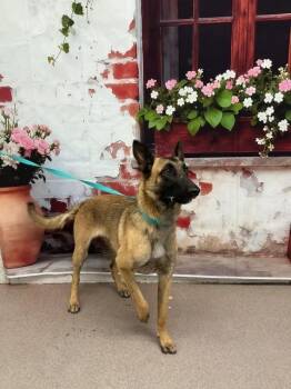 Belgian Shepherd Malinois Dogs Available for Adoption in San Bernardino, California - ELOISE | PetCurious