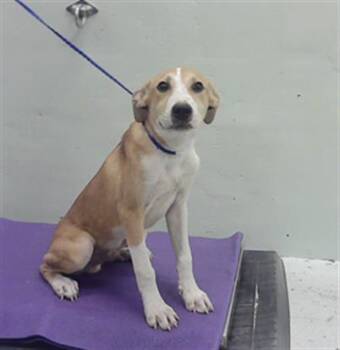 Rescue German Shepherd Dog and Mixed Breed Dogs for Adoption in Houston, Texas - A2042366 | PetCurious