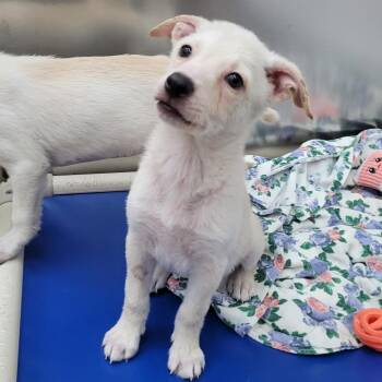 Lola -  Labrador Retriever and Mixed Breed Dog for Adoption in Corpus Christi, Texas - Lola | PetCurious