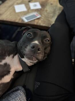 Rescue Mixed Breed Dogs for Adoption in New York, New York - Fiona | PetCurious