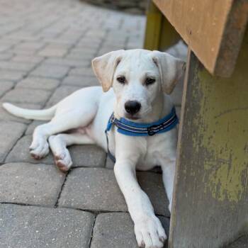 Goose -  Labrador Retriever and Pit Bull Terrier Dog for Adoption in Philadelphia, Pennsylvania - Goose | PetCurious