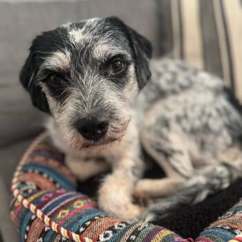 Miso -  Terrier Dog for Adoption in New York, New York - Miso | PetCurious