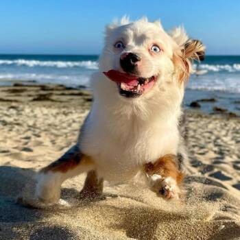 Pearl -  Australian Shepherd Dog for Adoption in Apple Valley, California - Pearl | PetCurious