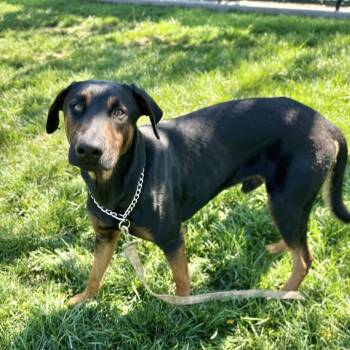 Helton - ECAS -  Doberman Pinscher and Mixed Breed Dog for Adoption in Pleasanton, California - Helton - ECAS | PetCurious