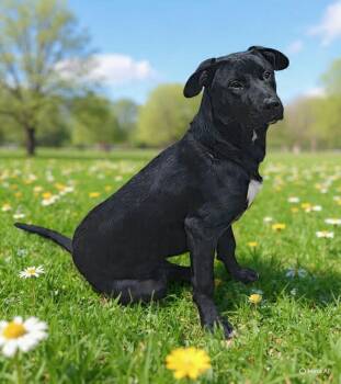 Labrador Retriever and Pit Bull Terrier Dogs Available for Adoption in Talladega, Alabama - Frito 26/252 | PetCurious