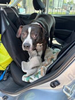 Rescue Mixed Breed Dogs for Adoption in West Chester, Pennsylvania - Beatrice | PetCurious