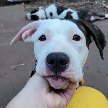 Rescue Labrador Retriever and Pit Bull Terrier Dogs for Adoption in Houston, Texas - Finley | PetCurious