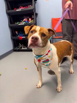 Mona Lisa -  Terrier Dog for Adoption in Zanesville, Ohio - Mona Lisa | PetCurious