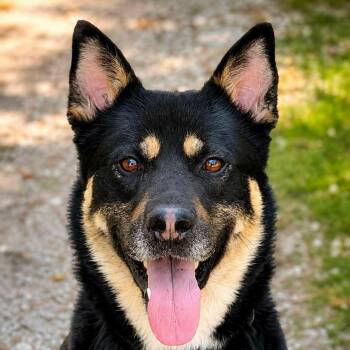 Juniper (20260920-05) -  Akita and Shepherd Dog for Adoption in Niagara Falls, Ontario - Juniper (20260920-05) | PetCurious