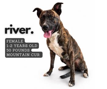 Mountain Cur Dogs Available for Adoption in Ashland, Kentucky - River | PetCurious