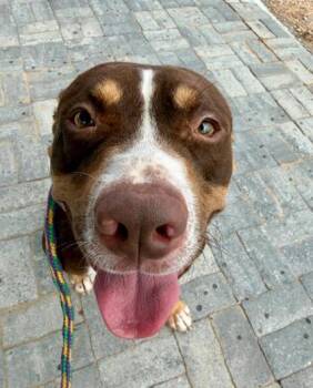 Wheely whopper- ADOPTED -  Mixed Breed Dog for Adoption in Atlanta, Georgia - Wheely Whopper- ADOPTED | PetCurious