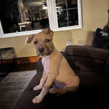 American Staffordshire Terrier and Labrador Retriever Dogs Available for Adoption - June | PetCurious