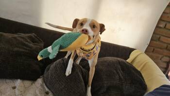 Ibizan Hound Dogs Available for Adoption - Fresa | PetCurious