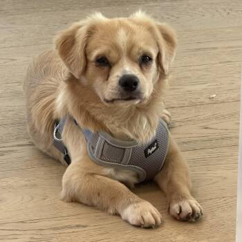 Mr. Cuddle Bug Toby -  Portuguese Podengo and Tibetan Spaniel Dog for Adoption in Ridgefield, Washington - Mr. Cuddle Bug Toby | PetCurious