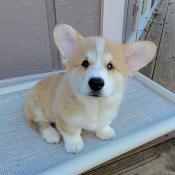 Pembroke Welsh Corgi Dogs Available for Adoption - Stevie Wonder | PetCurious