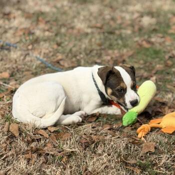 Saint Bernard Dogs Available for Adoption - Tay | PetCurious