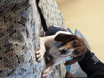 Hound Dogs Available for Adoption - Eli  | PetCurious