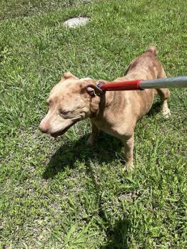 Mixed Breed Dogs Available for Adoption in Dallas, Texas - ELFABA | PetCurious