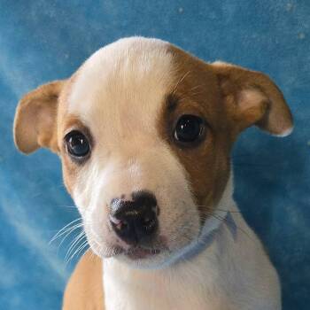 Hollyhock -  Terrier and Beagle Dog for Adoption in Newport, Tennessee - Hollyhock | PetCurious