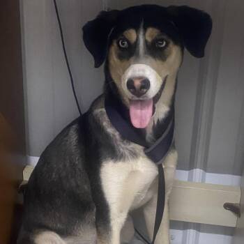 Violet -  Mixed Breed Dog for Adoption in Corbin, Kentucky - Violet | PetCurious