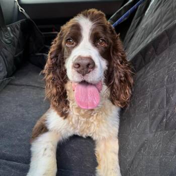 Bailey -  English Springer Spaniel Dog for Adoption in Brock, Texas - Bailey | PetCurious