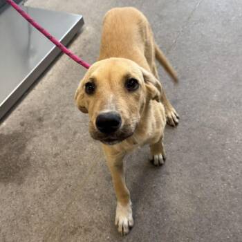 110908 -  Mixed Breed Dog for Adoption in Las Cruces, New Mexico - 110908 | PetCurious
