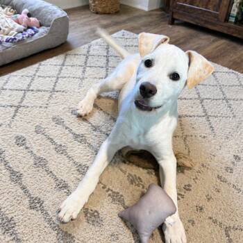Opal -  Terrier and Labrador Retriever Dog for Adoption in Asher, Oklahoma - Opal | PetCurious