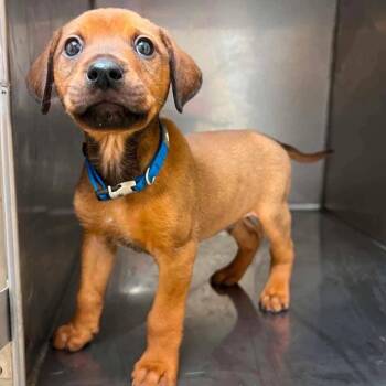 Scrappy -  Dachshund and Mixed Breed Dog for Adoption in Brownsboro, Alabama - Scrappy | PetCurious
