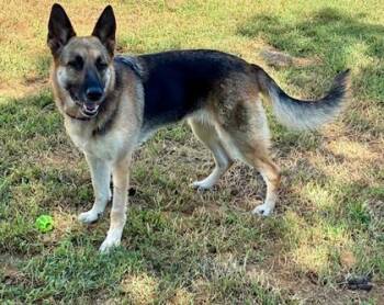 Rescue German Shepherd Dog Dogs for Adoption in Malvern, Pennsylvania - Millie | PetCurious