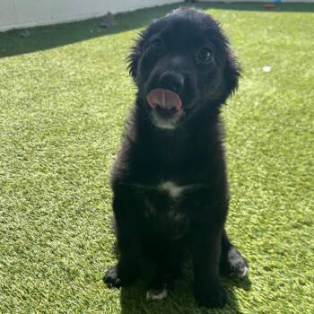 Mixed Breed Dogs Available for Adoption in Loxahatchee Groves, Florida - FIREFLY  1436 | PetCurious