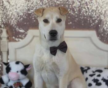 Calvin -  Shar Pei and German Shepherd Dog Dog for Adoption in Herald, California - Calvin | PetCurious