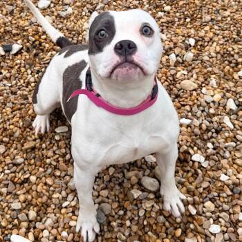 Terrier Dogs Available for Adoption in Columbus, Georgia - Pebbles | PetCurious