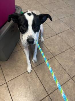 Rescue Mixed Breed Dogs for Adoption in Marion, Ohio - Moo Shu | PetCurious