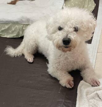Bichon Frise Dogs Available for Adoption - Maxwell | PetCurious