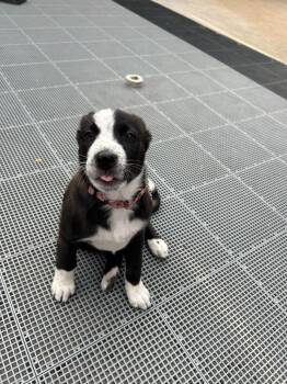 Border Collie Dogs Available for Adoption in Minneapolis, Minnesota - Clover | PetCurious