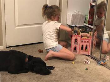 American Staffordshire Terrier Dogs Available for Adoption in Lake Forest, California - Sye-CP-Foster Or Adopt Me! | PetCurious