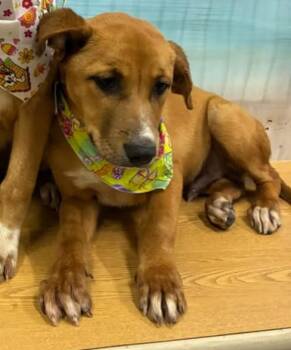 Rain cs -  Mixed Breed Dog for Adoption in Columbia, Maryland - Rain Cs | PetCurious